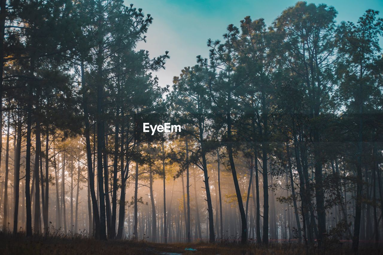 Low angle view of trees during winter