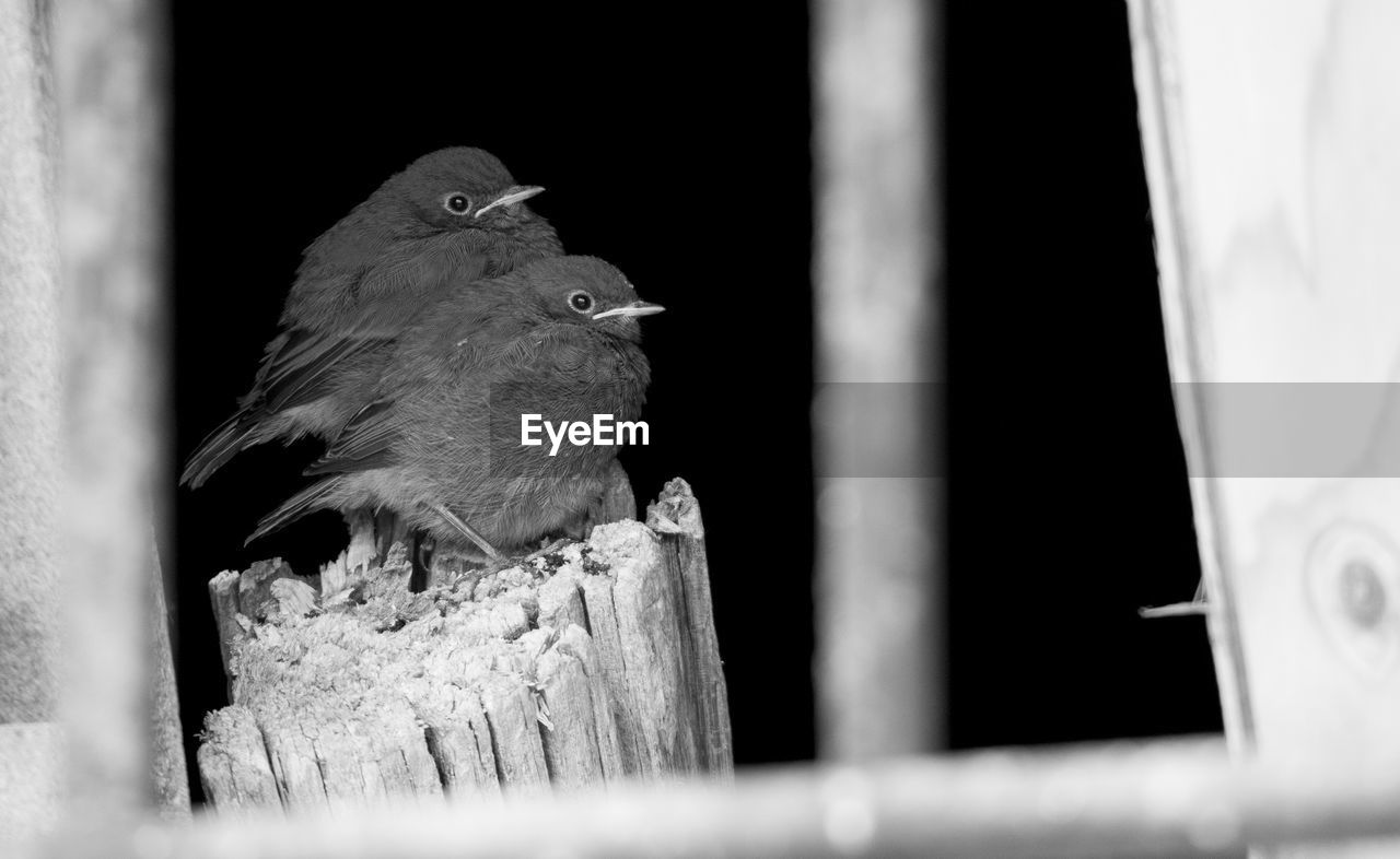 Close-up of birds perching on wooden post