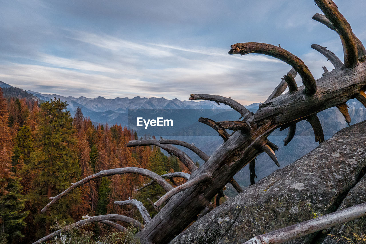 Fallen tree against sky