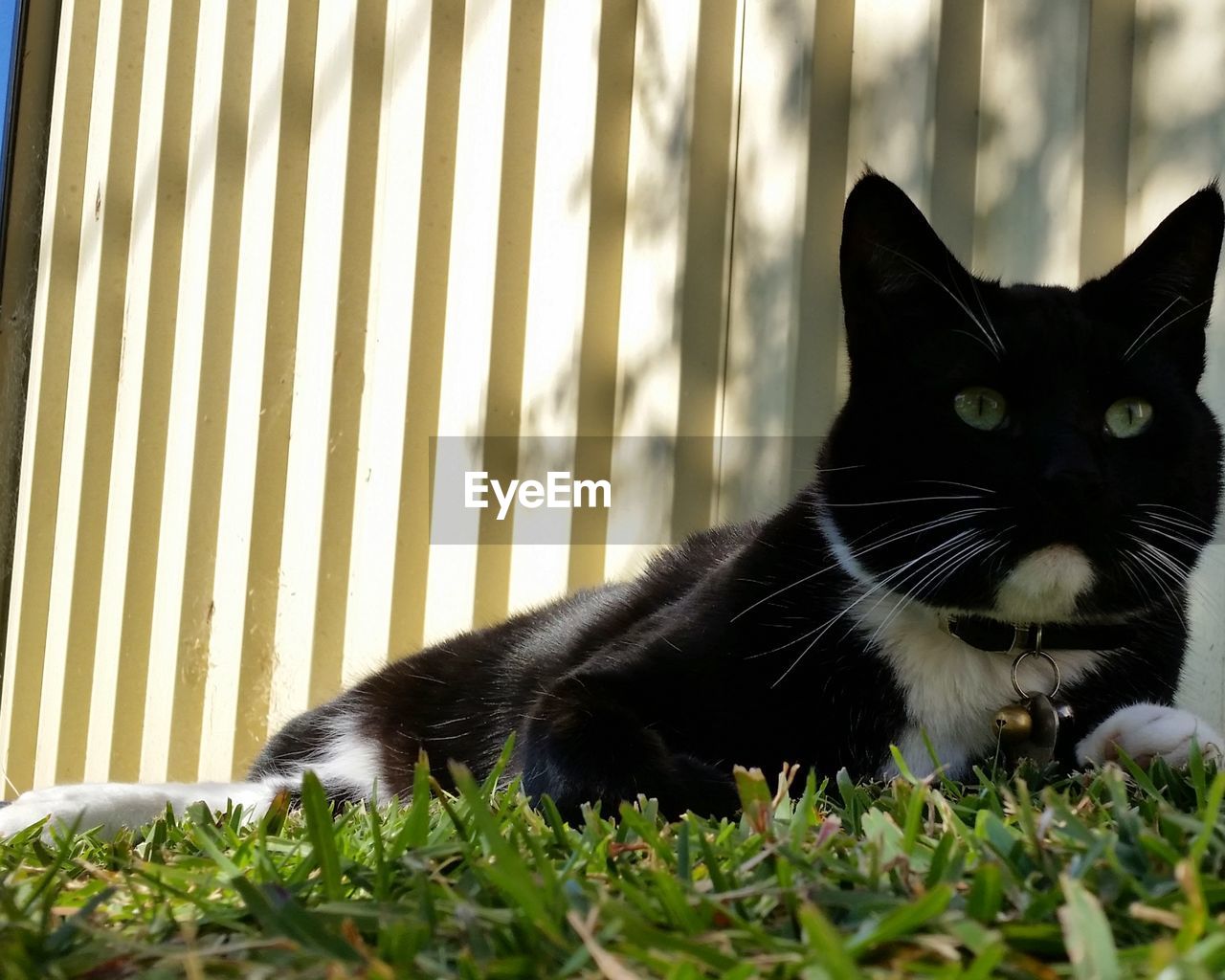 Cat relaxing in lawn