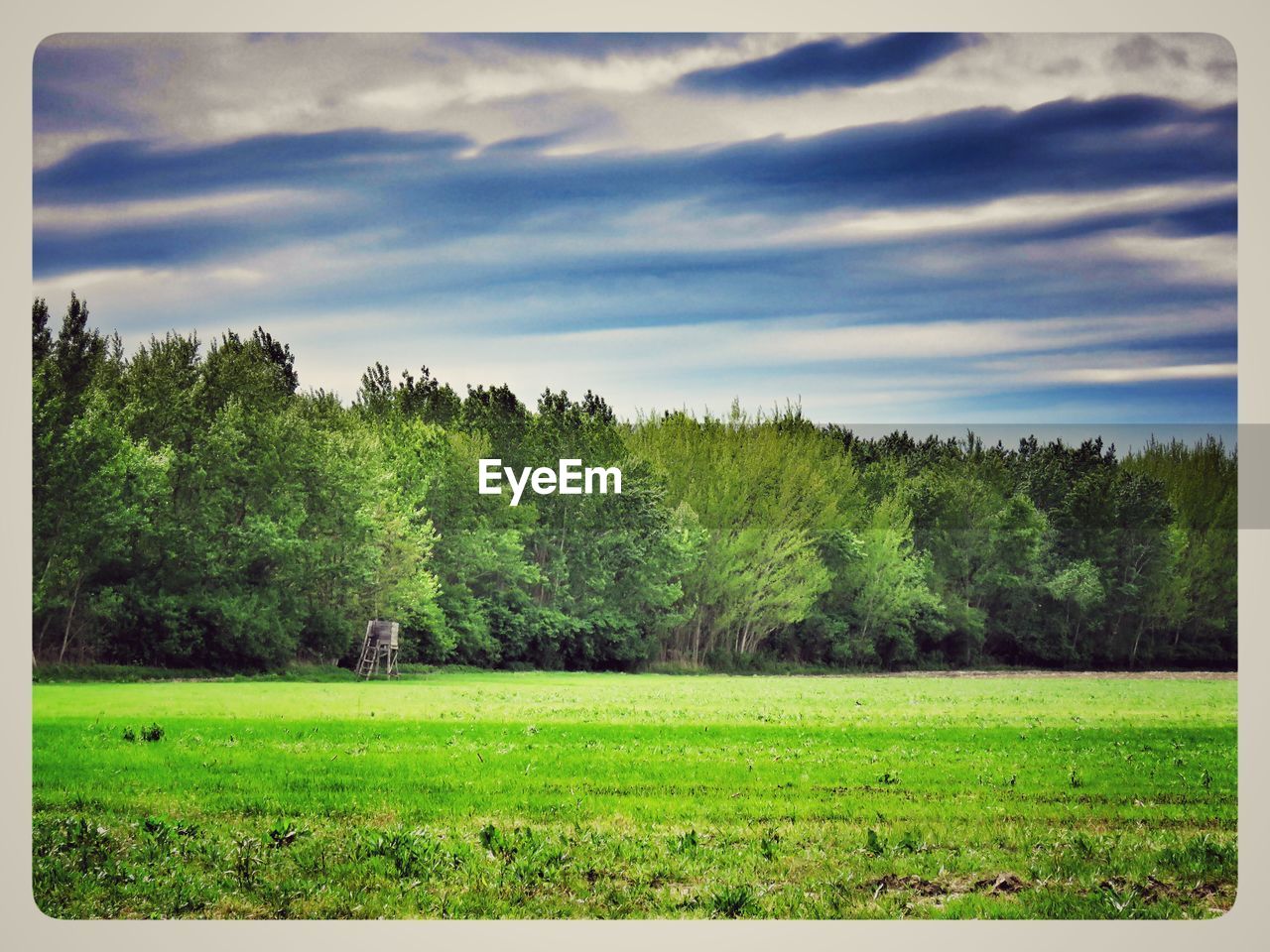 TREES ON FIELD AGAINST CLOUDY SKY