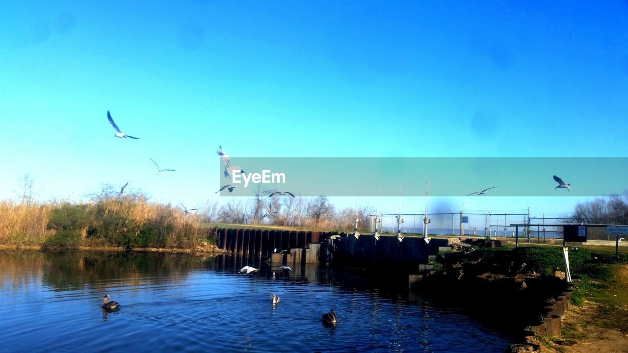 FLOCK OF BIRDS FLYING OVER LAKE AGAINST BLUE SKY