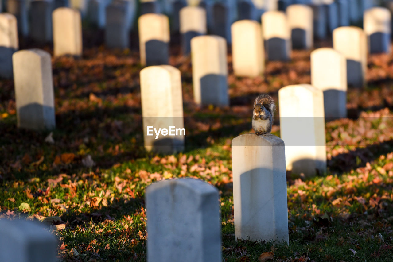 Squirrel sitting on tombstone in cemetery