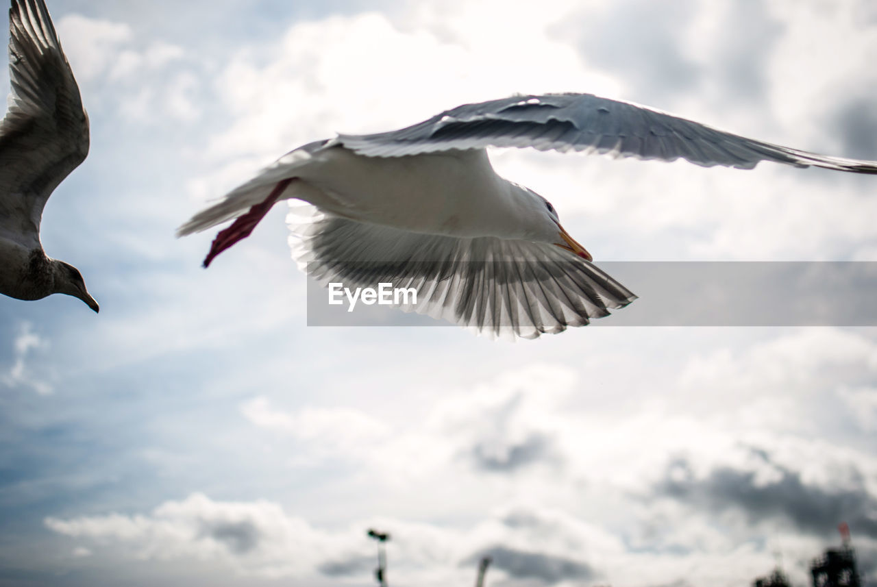 Low angle view of seagulls flying against sky