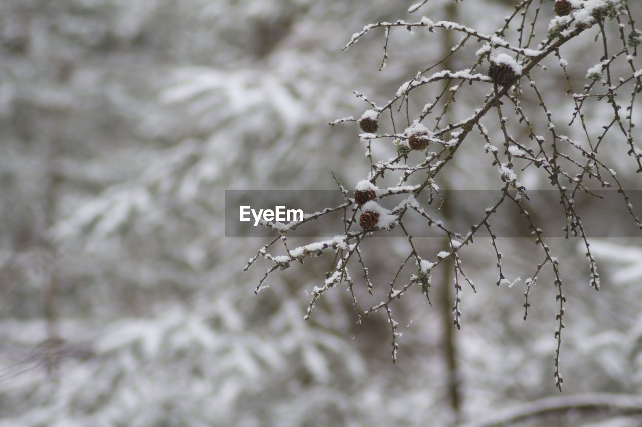 CLOSE-UP OF FROZEN PLANTS