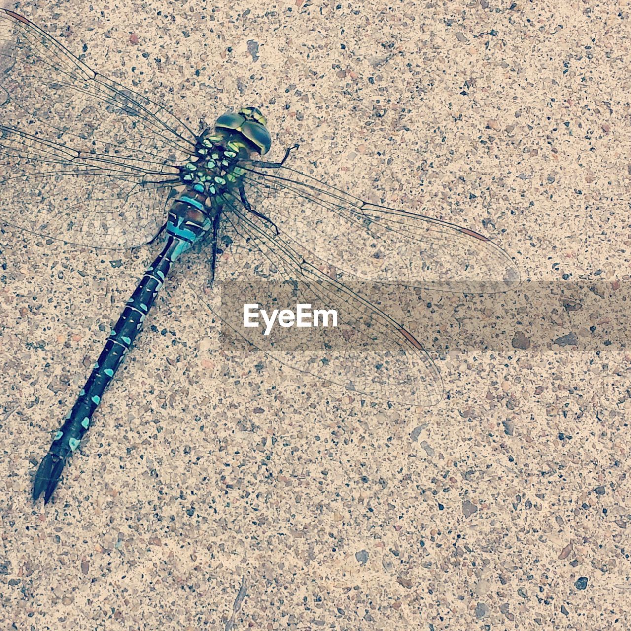 HIGH ANGLE VIEW OF DRAGONFLY ON WOOD