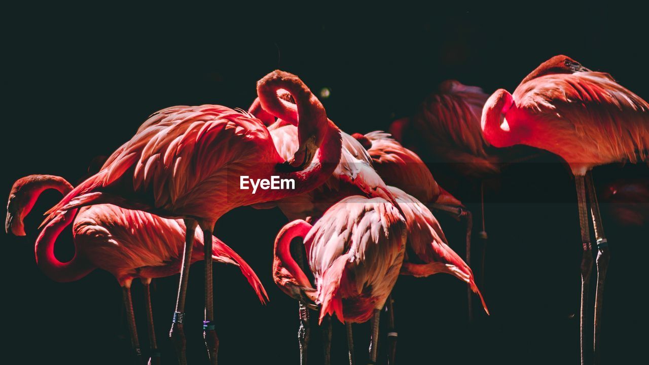 Close-up of birds against black background