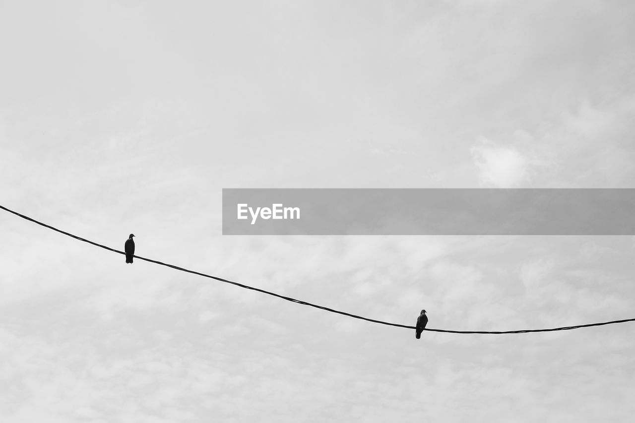 Low angle view of silhouettes of birds perching on cable