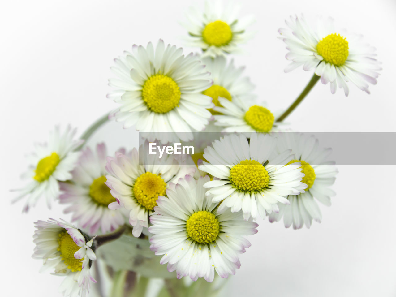 CLOSE-UP OF YELLOW FLOWERS OVER WHITE BACKGROUND