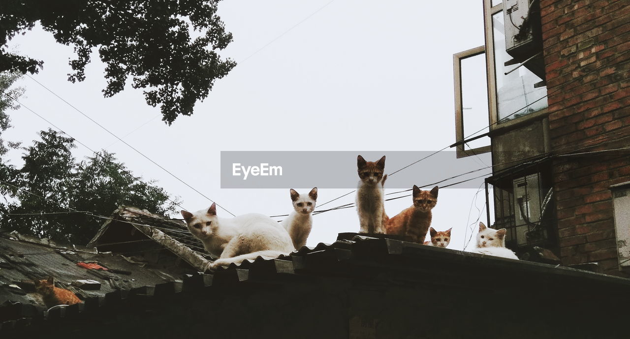 Group of stray cats on roof