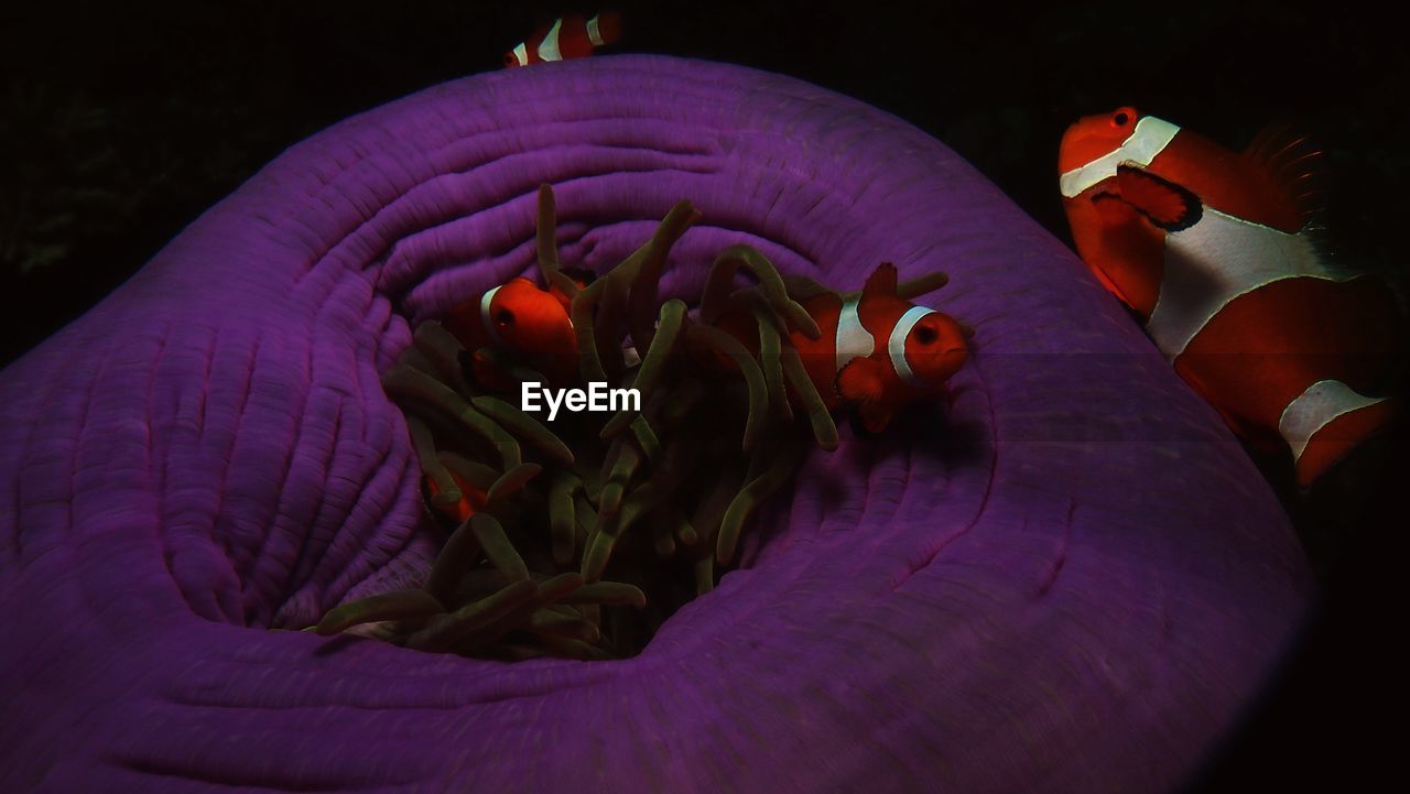 CLOSE-UP OF HAND HOLDING PURPLE FLOWERS