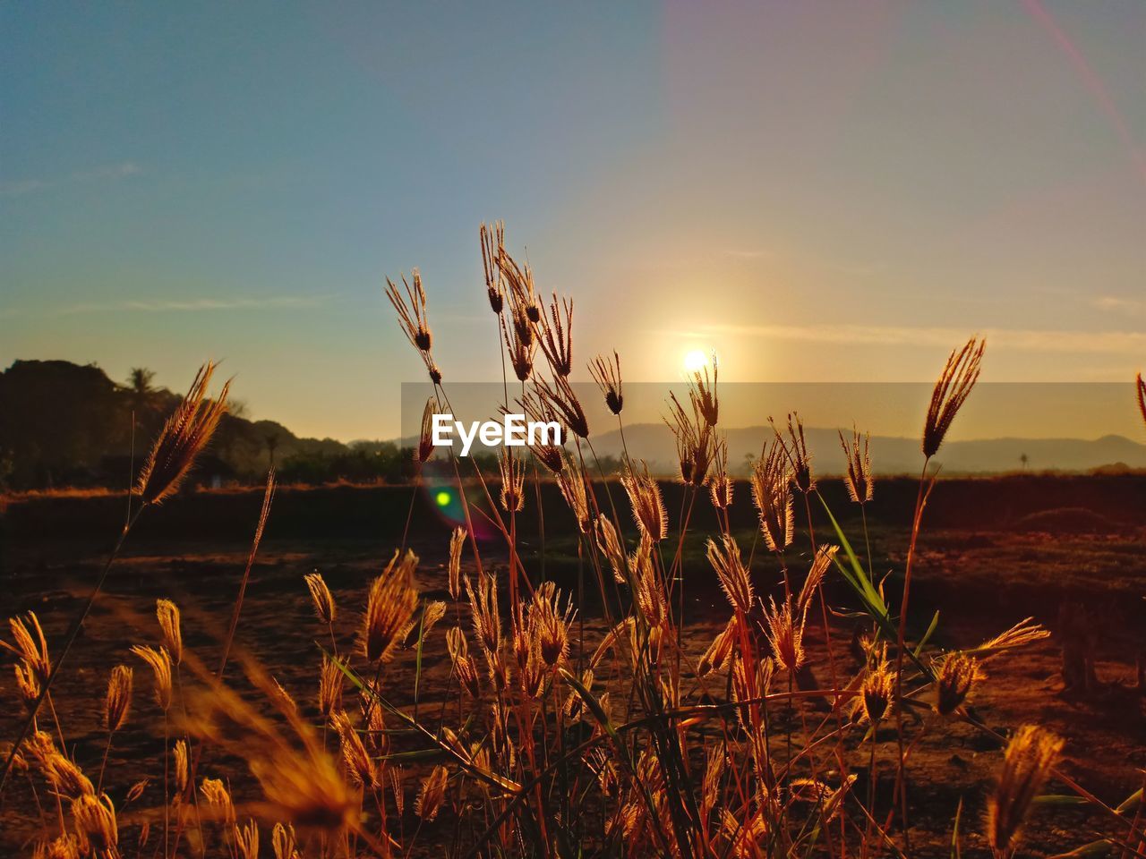 CLOSE-UP OF STALKS AGAINST SUNSET