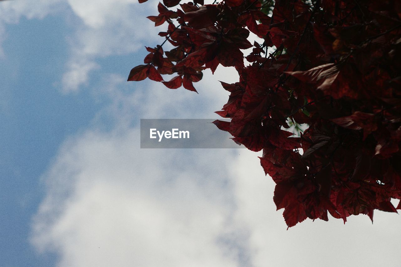 LOW ANGLE VIEW OF TREES AGAINST SKY