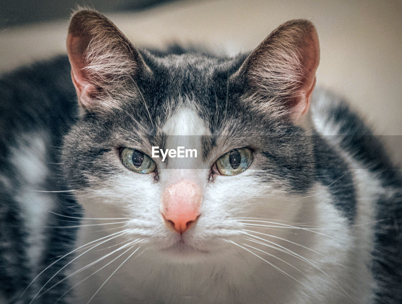 Close-up portrait of a cat