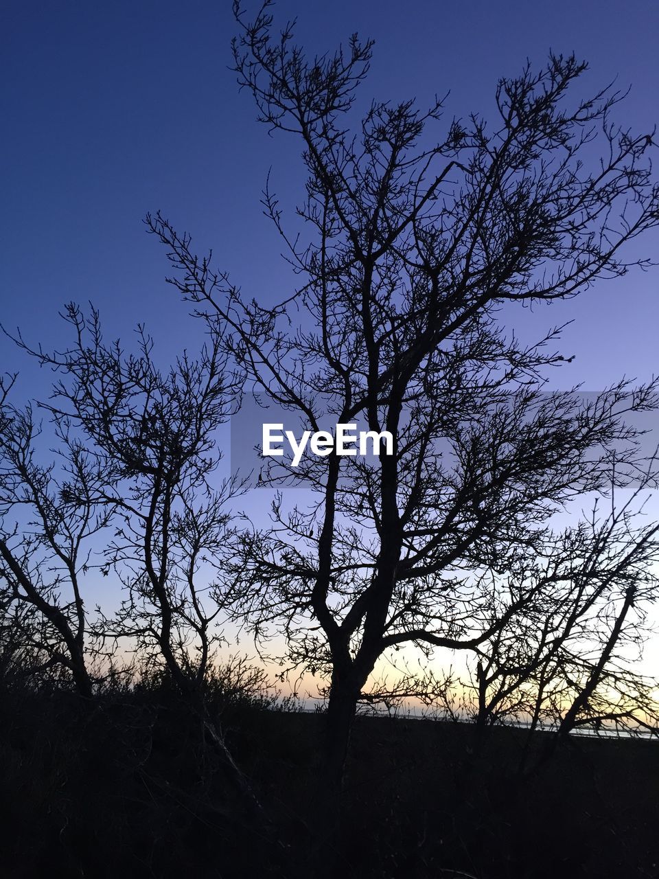 LOW ANGLE VIEW OF BARE TREES AGAINST SKY AT SUNSET