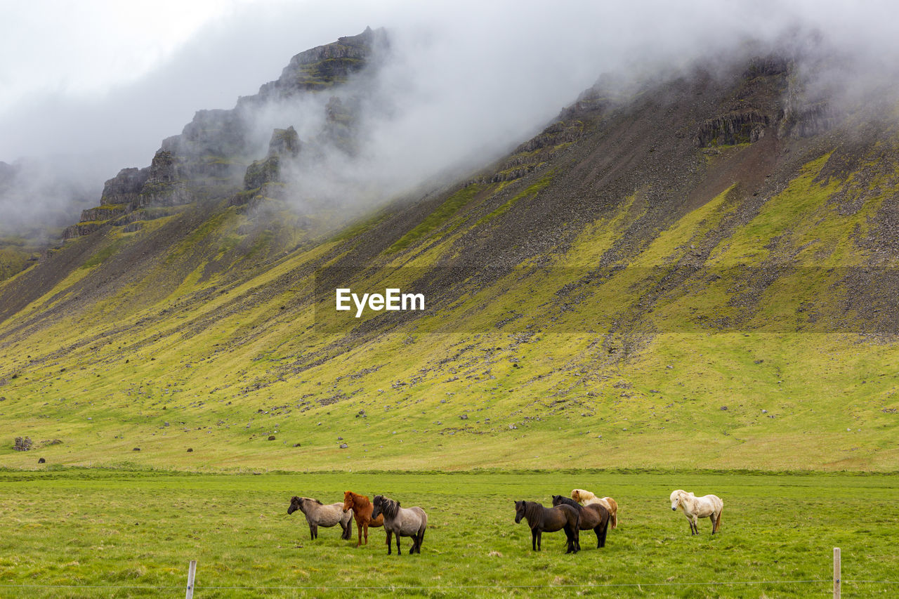 HORSES GRAZING IN THE FIELD