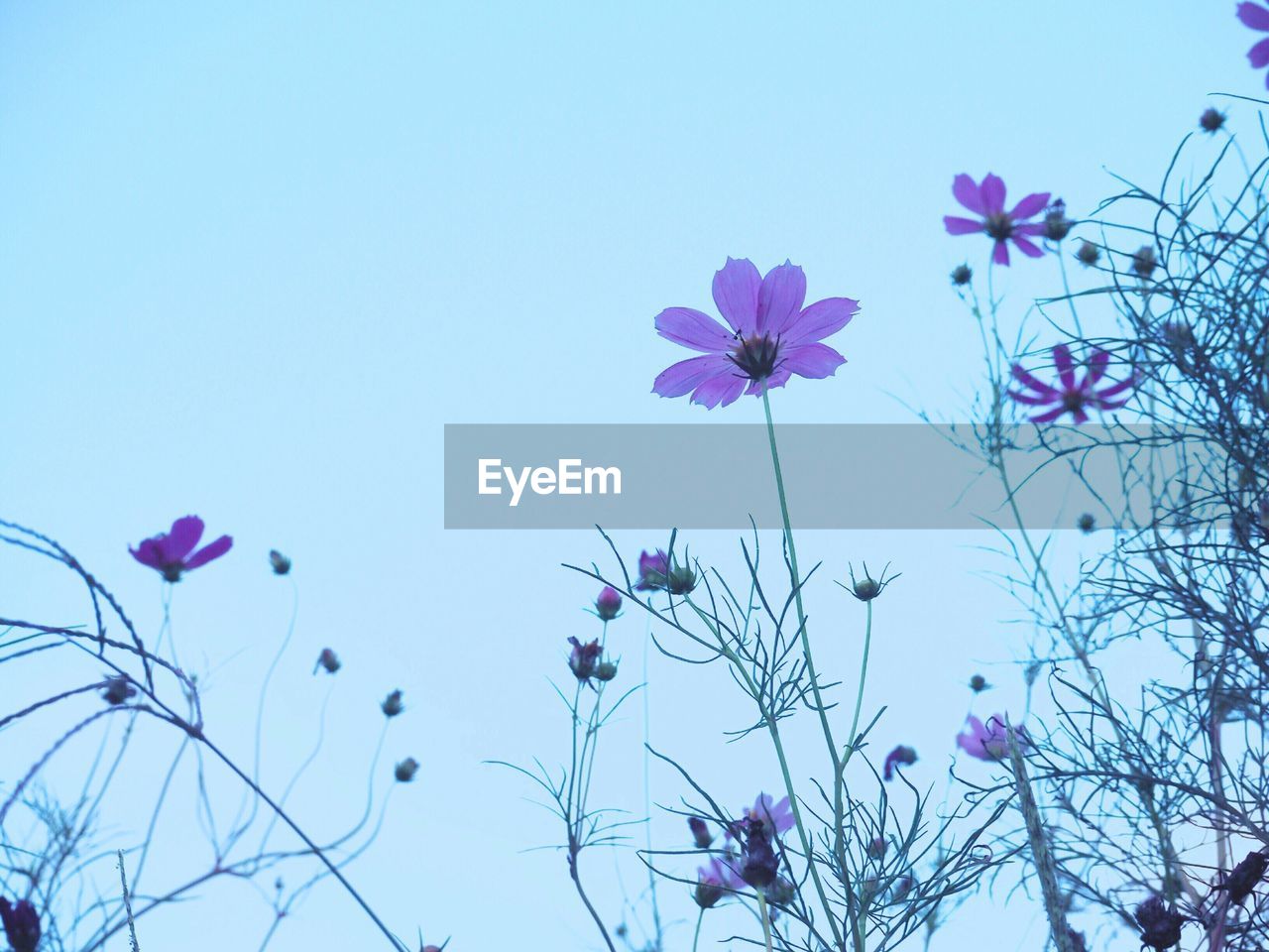 Low angle view of pink flowers blooming against clear sky