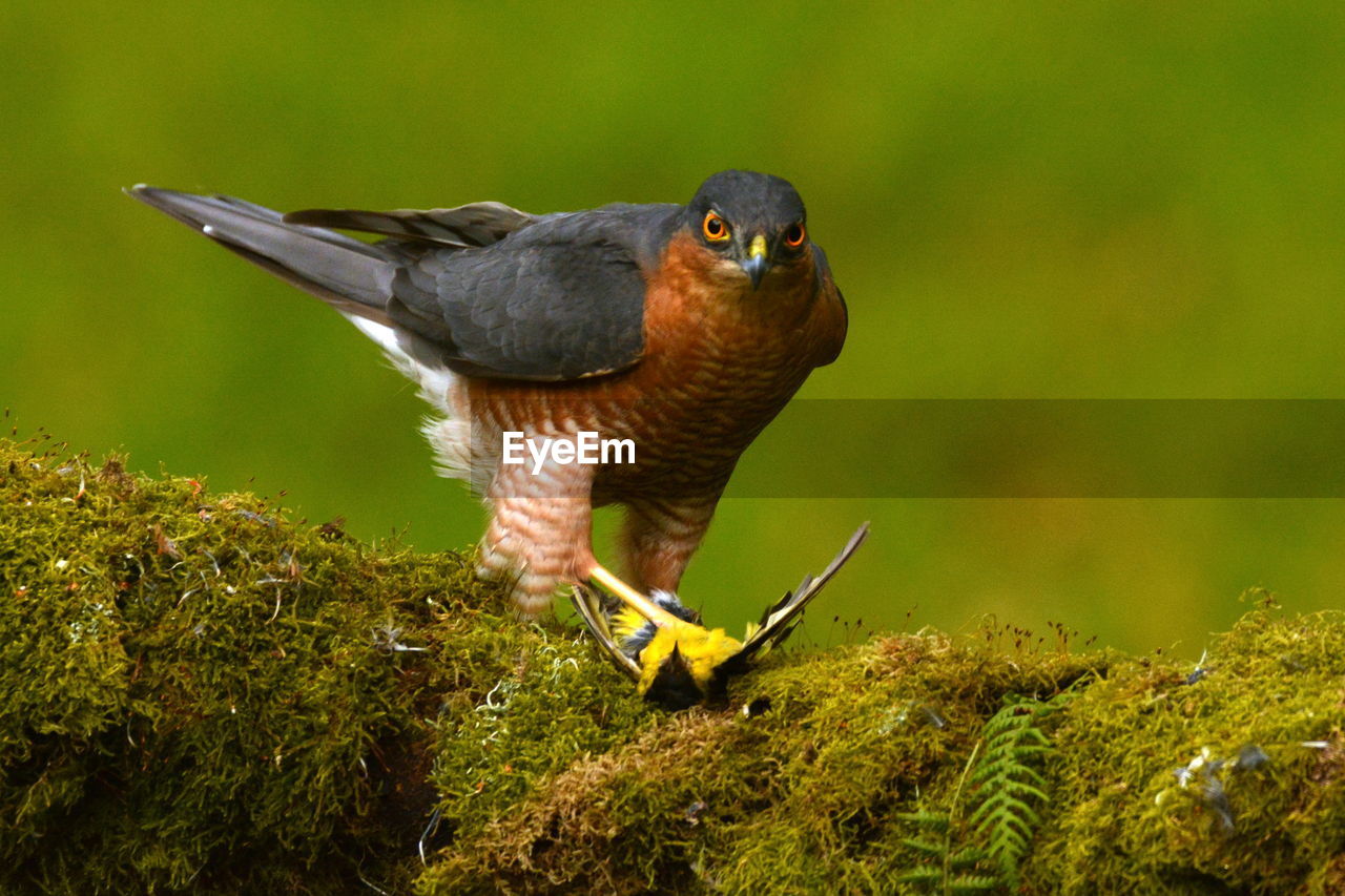 Close-up of hawk with prey on mossy branch