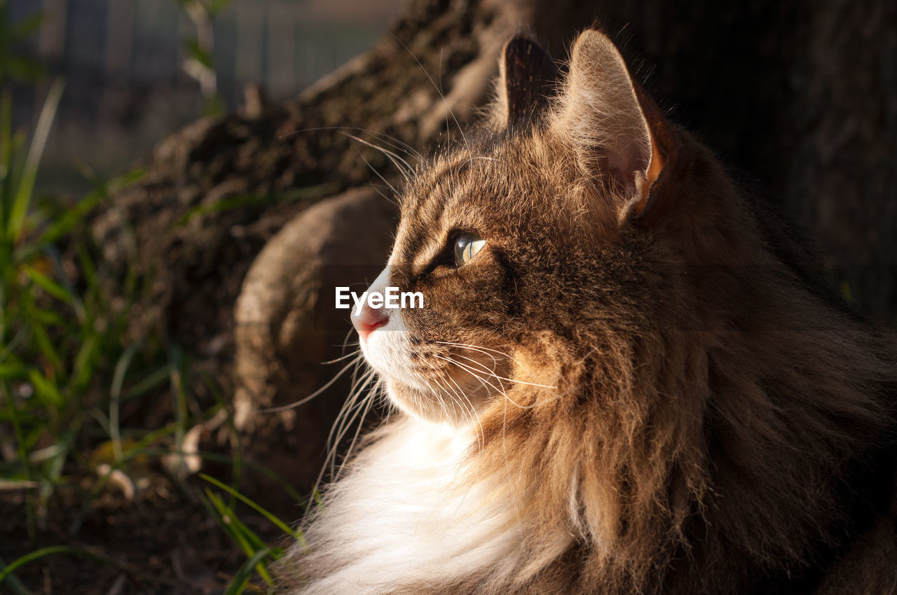 Close up of a face of a sun-kissed profile of a norwegian forest cat sitting outdoor