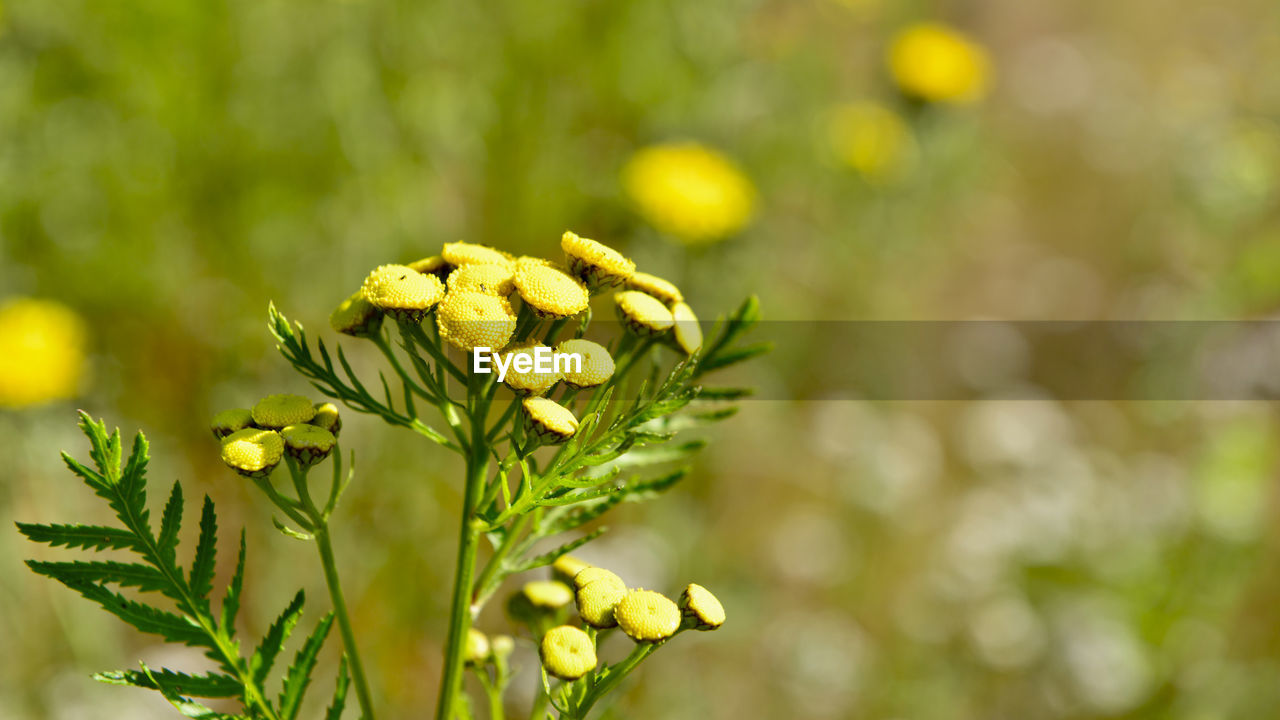 Close-up of yellow flowering plant