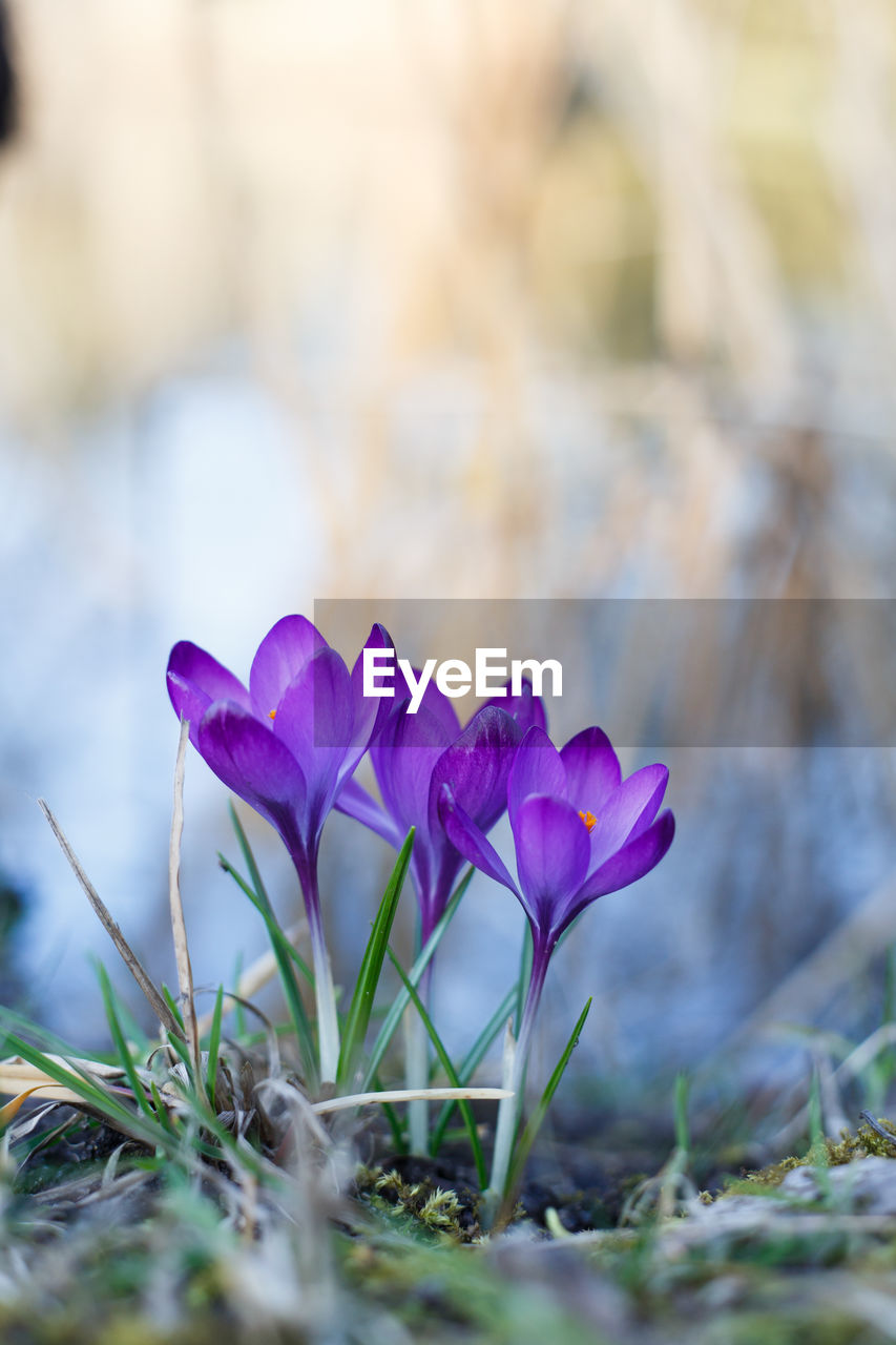 Close-up of purple crocus flowers on field