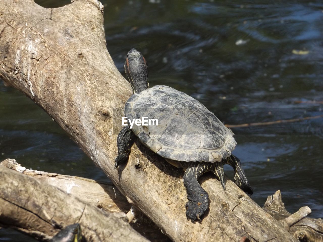 Close-up of turtle on fallen tree