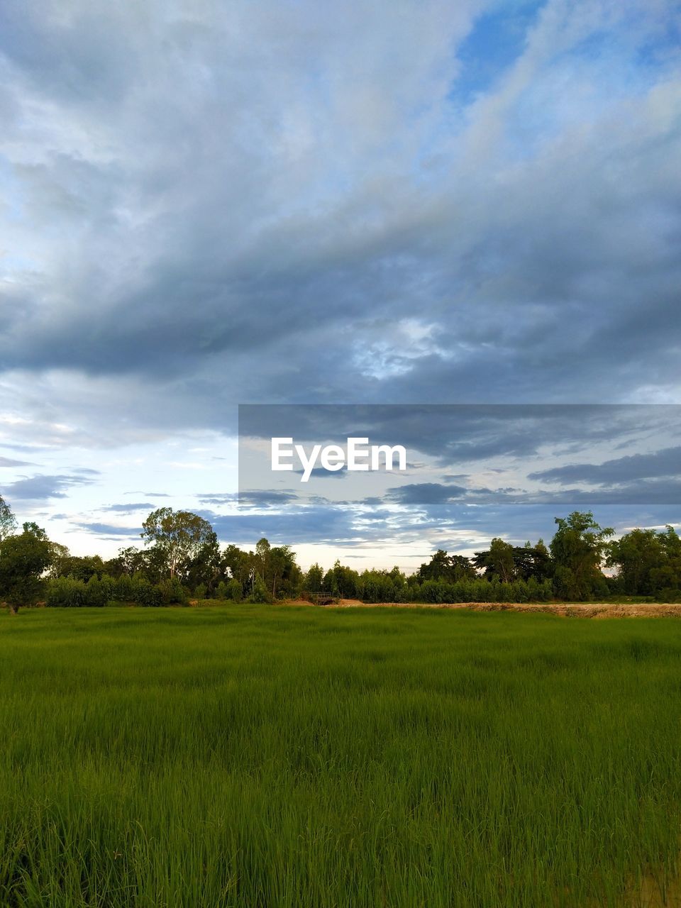 SCENIC VIEW OF FARM AGAINST SKY