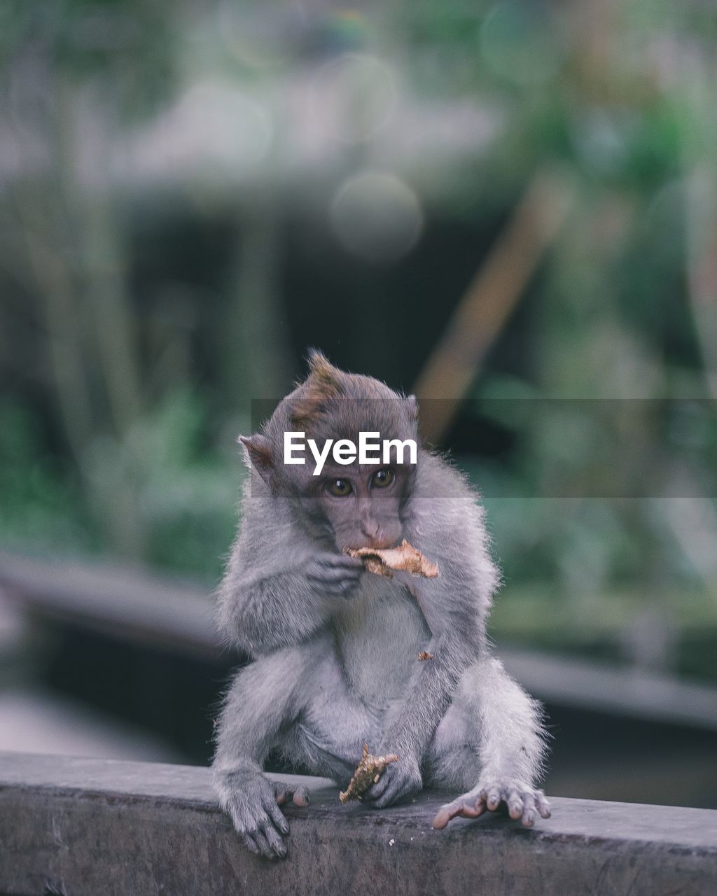 Portrait of monkey sitting outdoors