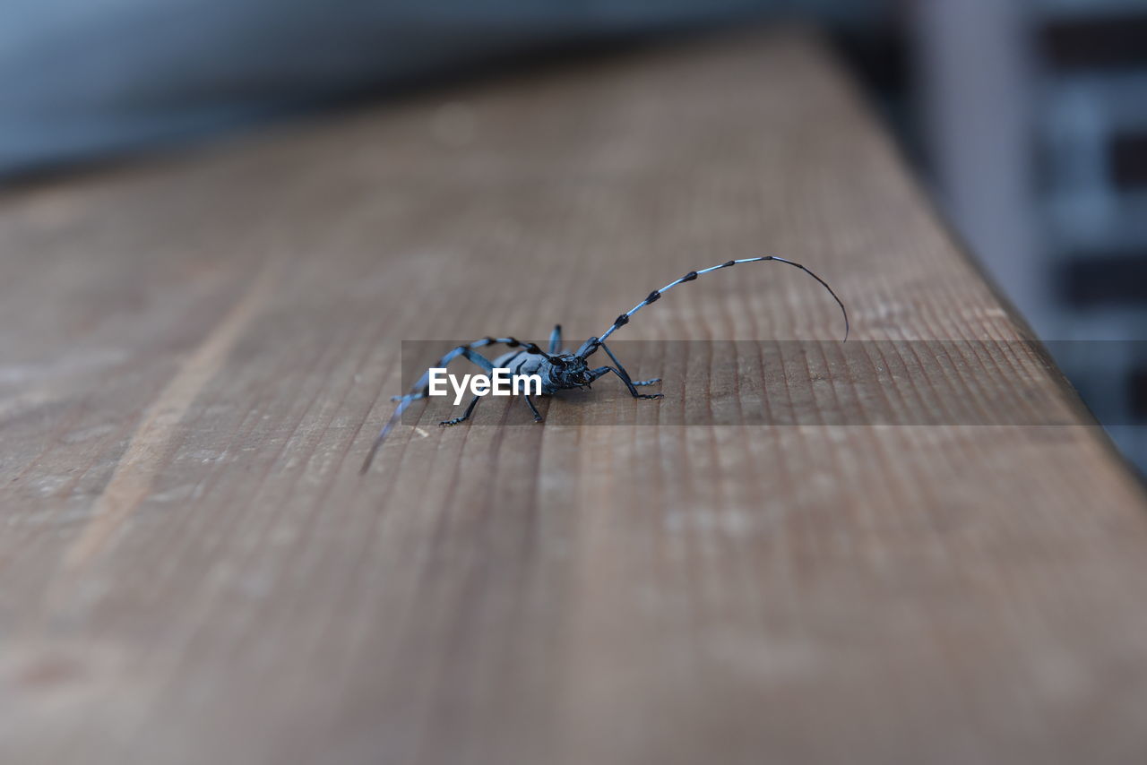 Close-up of insect on wood