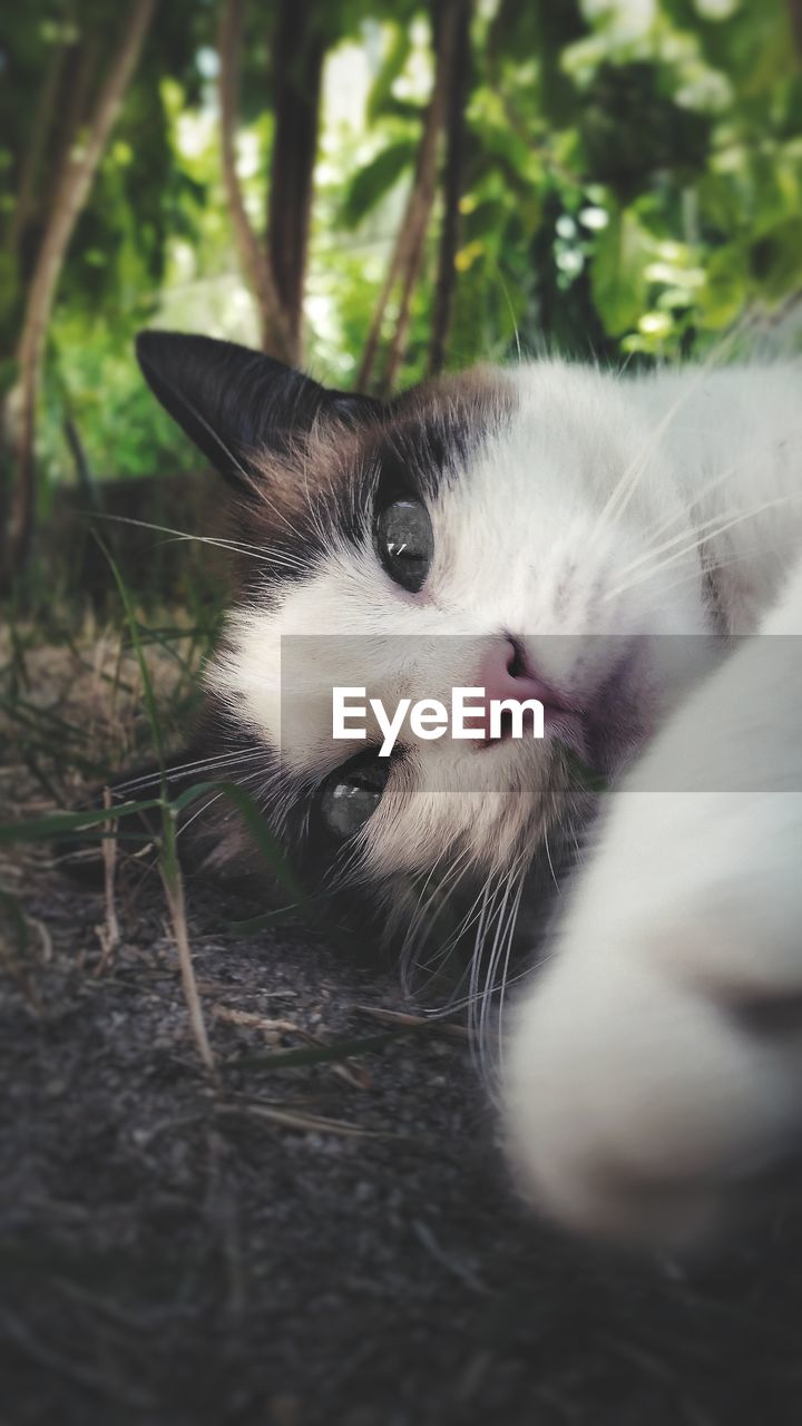 Close-up portrait of a cat