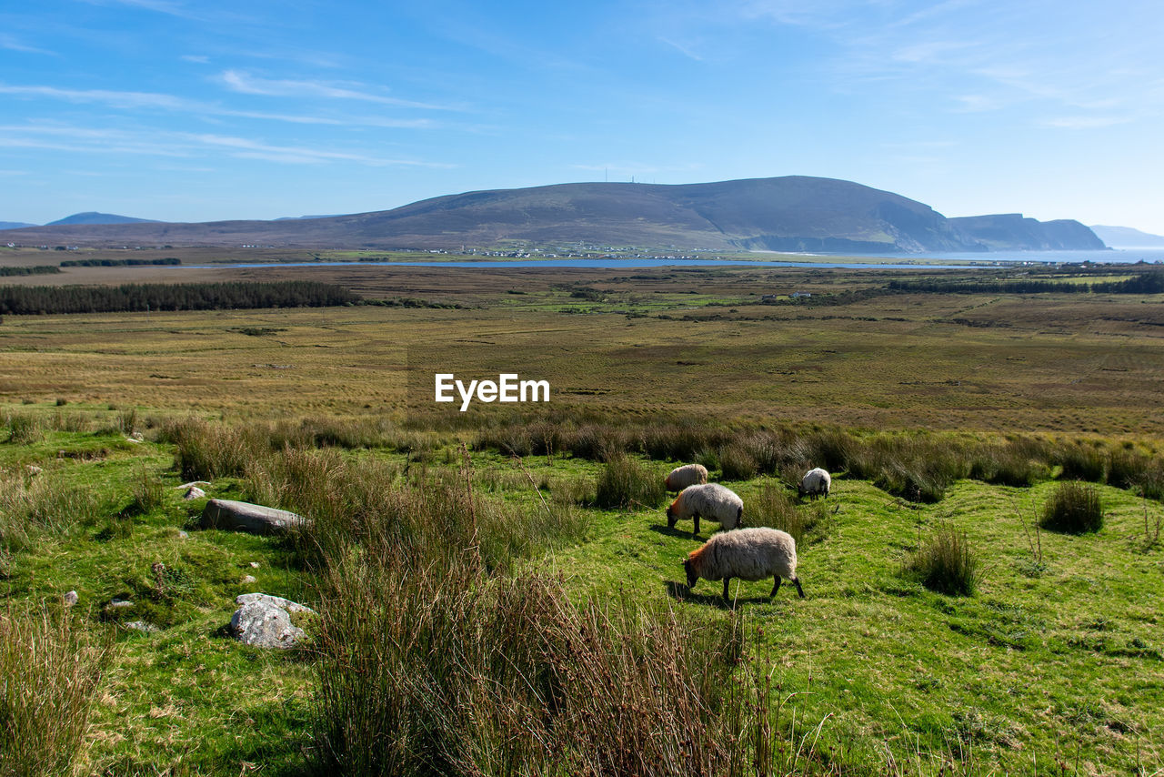 SHEEP IN A FARM