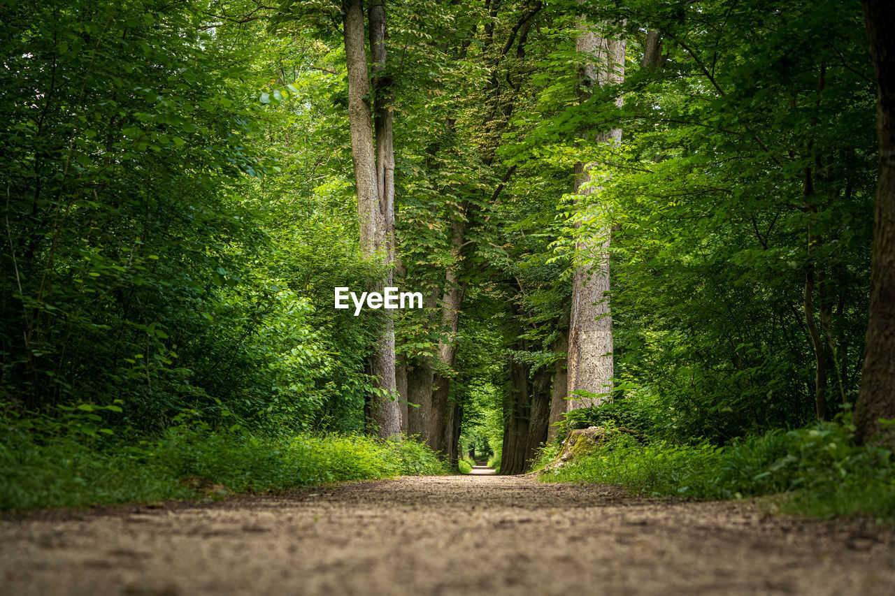 View of pine trees in forest