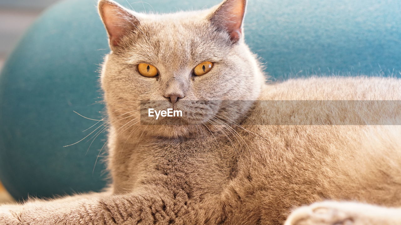 CLOSE-UP PORTRAIT OF A CAT