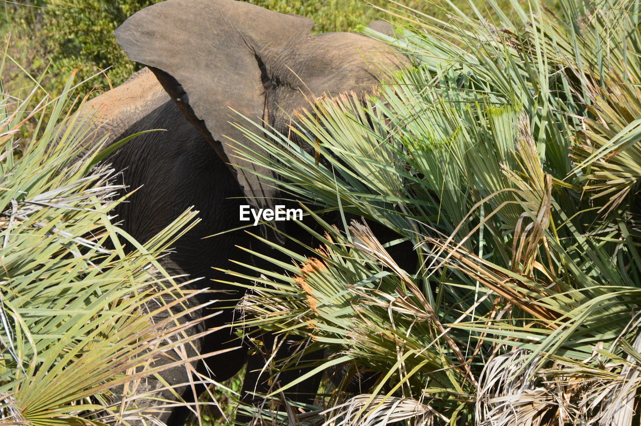 HIGH ANGLE VIEW OF ELEPHANT ON GRASS