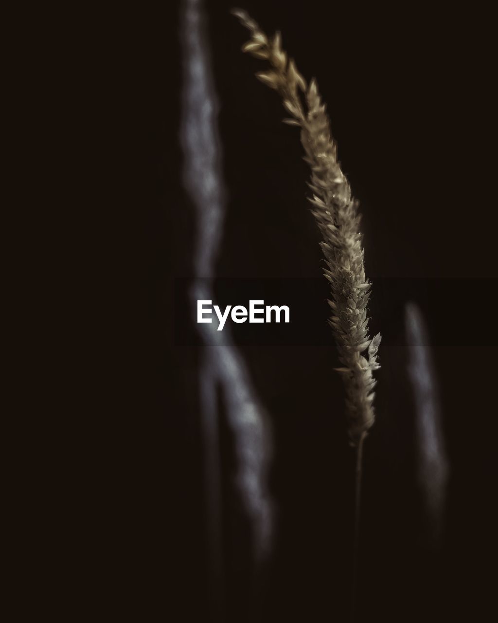 CLOSE-UP OF PLANT ON BLACK BACKGROUND