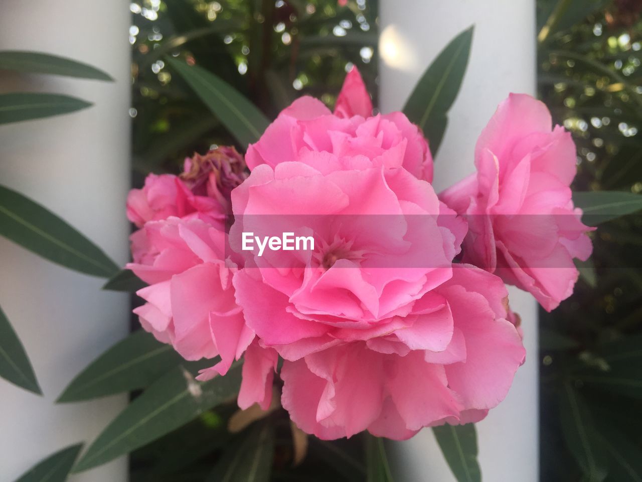 Close-up of pink rose flower