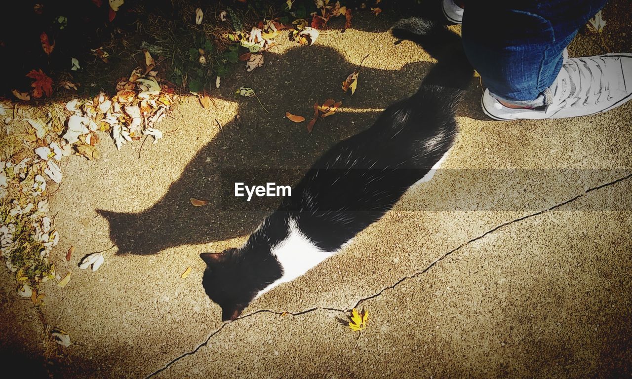 High angle view of cat on street