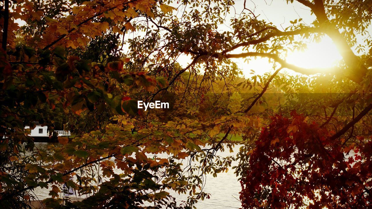 Autumn trees by river during sunset