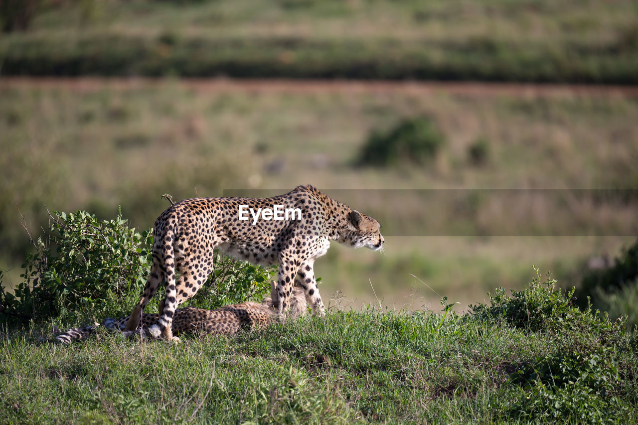 VIEW OF A CAT ON GRASS