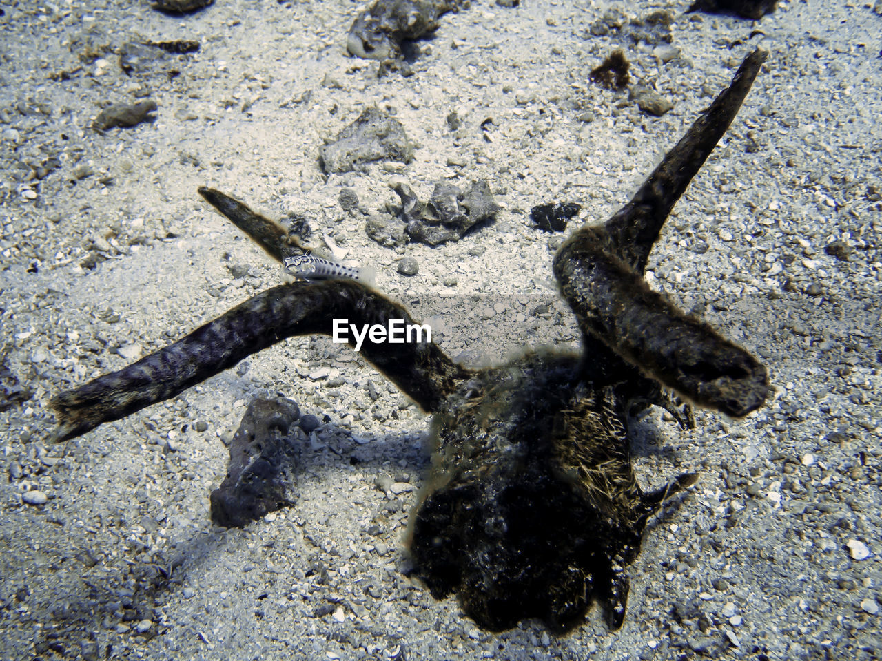 HIGH ANGLE VIEW OF A LIZARD ON SAND