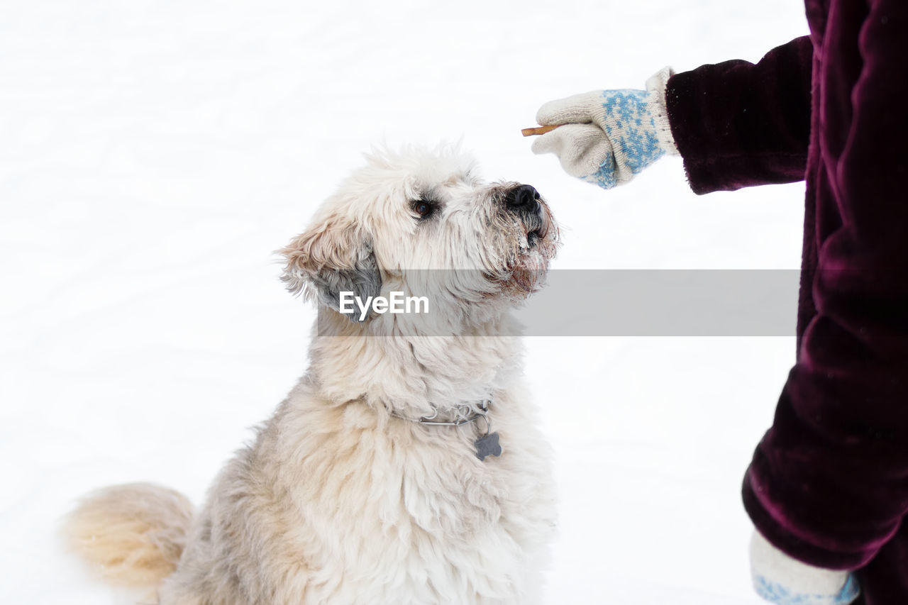 Feeding dog by owner hand. south russian shepherd dog for a walk in wintertime.