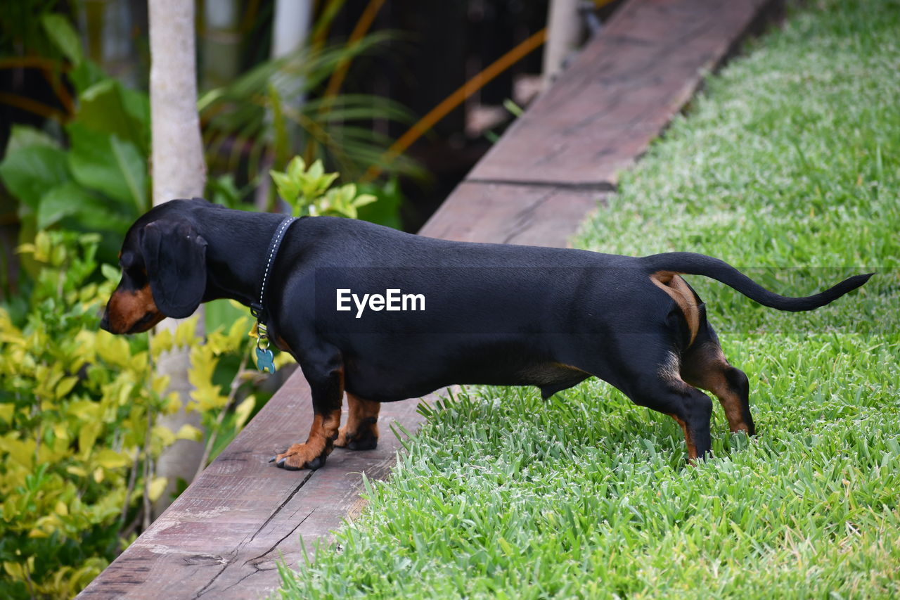 dog, animal themes, animal, pet, one animal, mammal, domestic animals, canine, plant, grass, polish hunting dog, nature, black, no people, side view, dachshund, full length, outdoors, day, green, puppy, austrian black and tan hound, carnivore