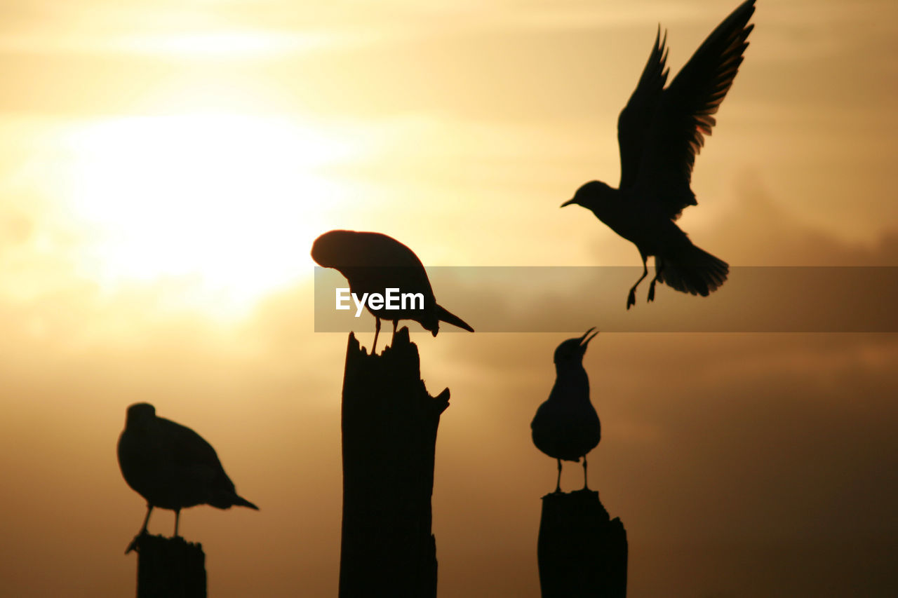Silhouette birds perching on wooden posts against sky during sunset