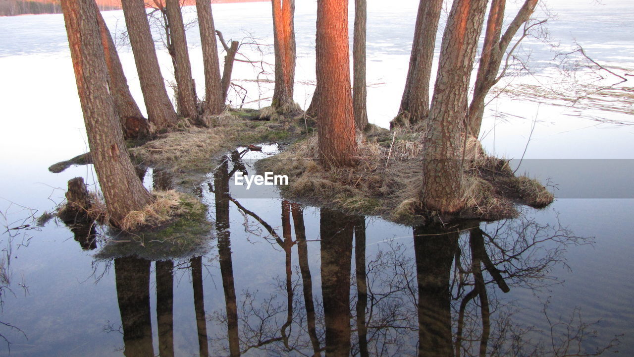 REFLECTION OF TREES IN LAKE