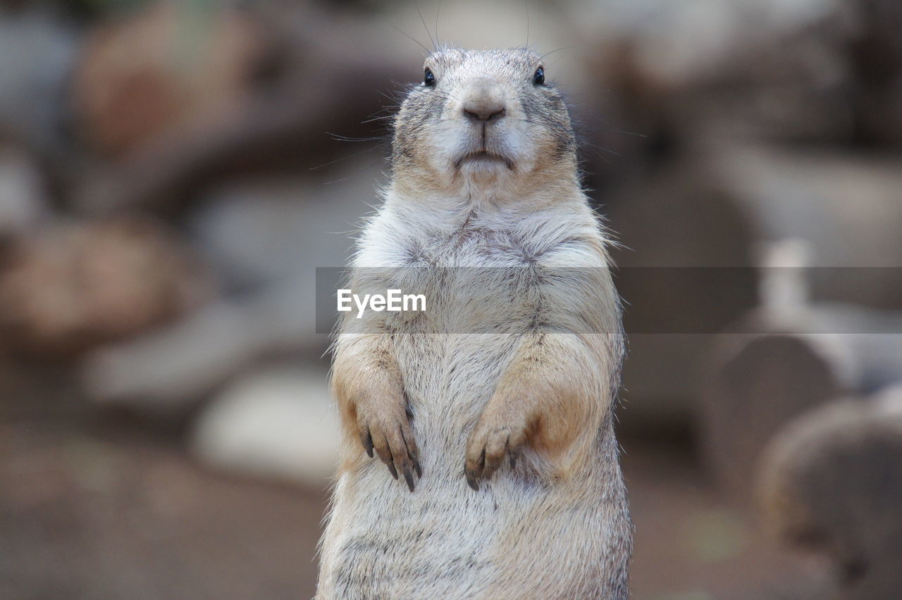 Close-up of meerkat