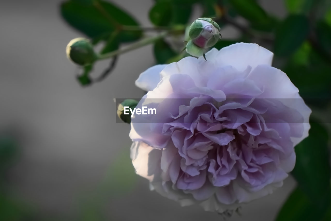 Close-up of purple climbing roses by natural light 