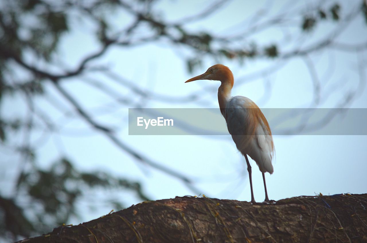 LOW ANGLE VIEW OF BIRD PERCHING ON TREE