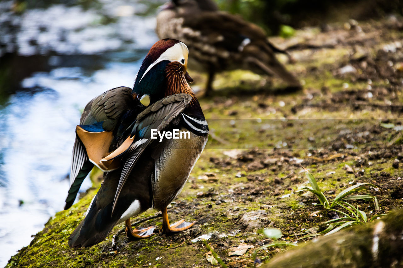 Mandarin duck stretching wings