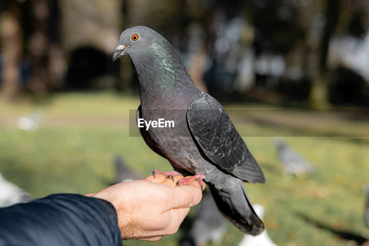 animal, animal themes, bird, hand, animal wildlife, wildlife, stock dove, one person, one animal, beak, focus on foreground, nature, pigeon, pigeons and doves, adult, outdoors, day, close-up, pet, feeding, eating, holding, dove - bird, men, food