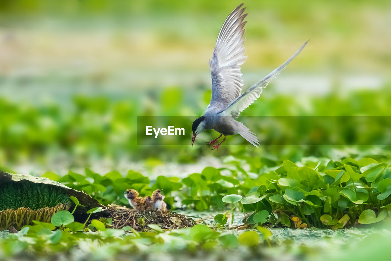 BIRD FLYING IN A GREEN LEAF